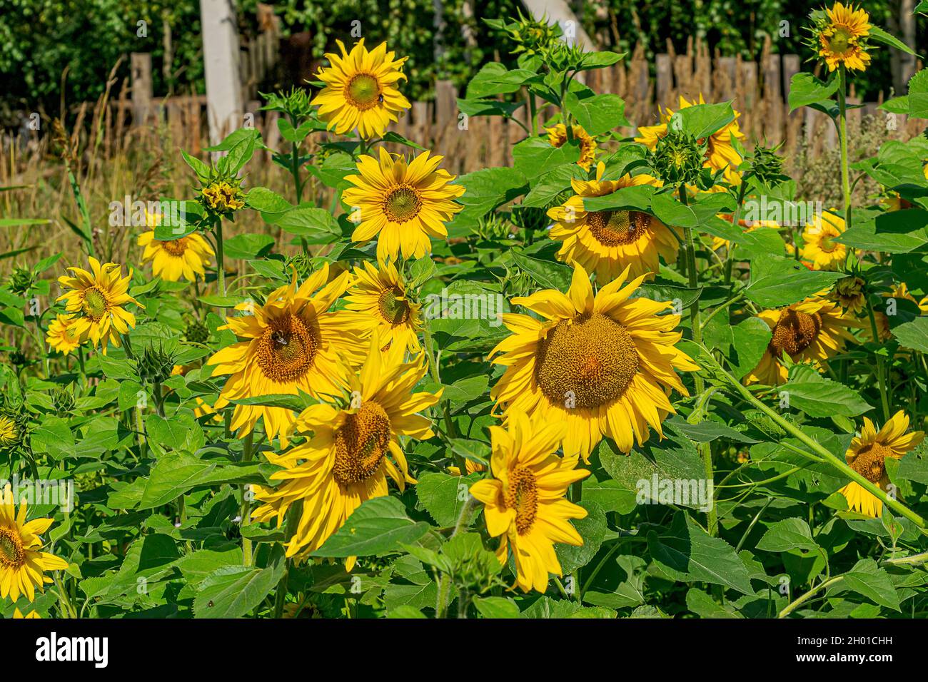Le tournesol est une fleur étonnante qui regarde toujours vers le