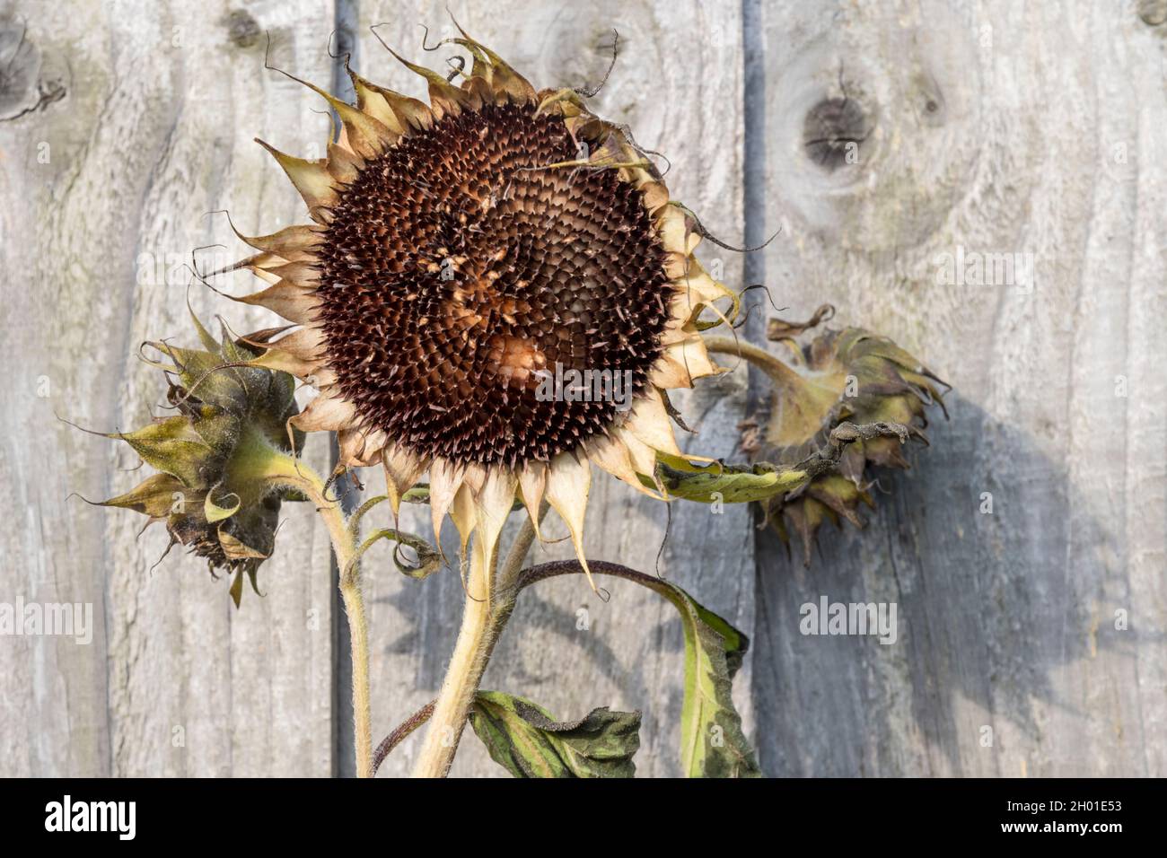 Tête de tournesol morte séchée, Helianthus annuus. Banque D'Images