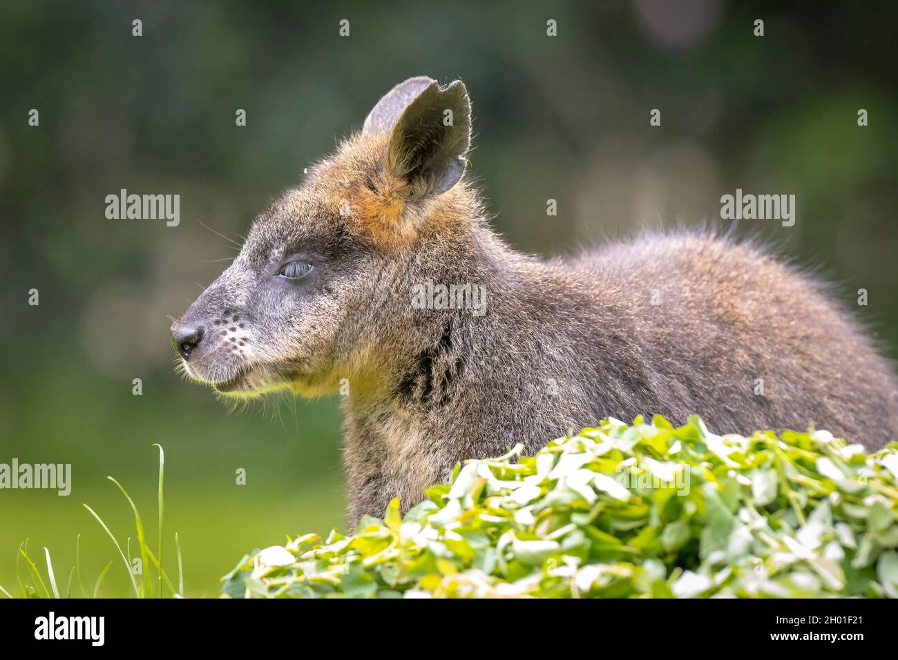 Marais wallaby Wallabia bicolore assis dans l'herbe Banque D'Images