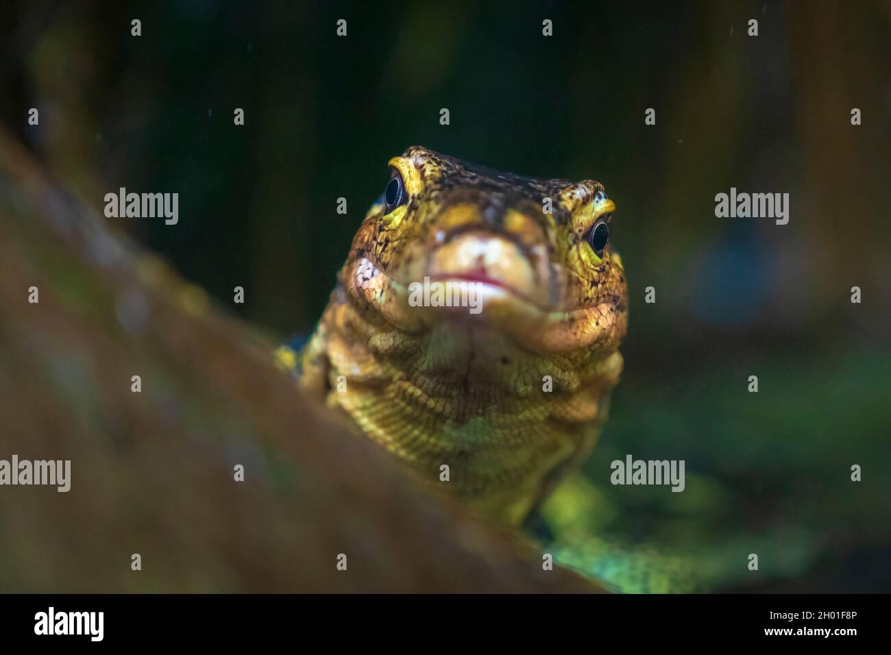 Gros plan d'un moniteur d'eau asiatique, Varanus salvator, au repos Banque D'Images