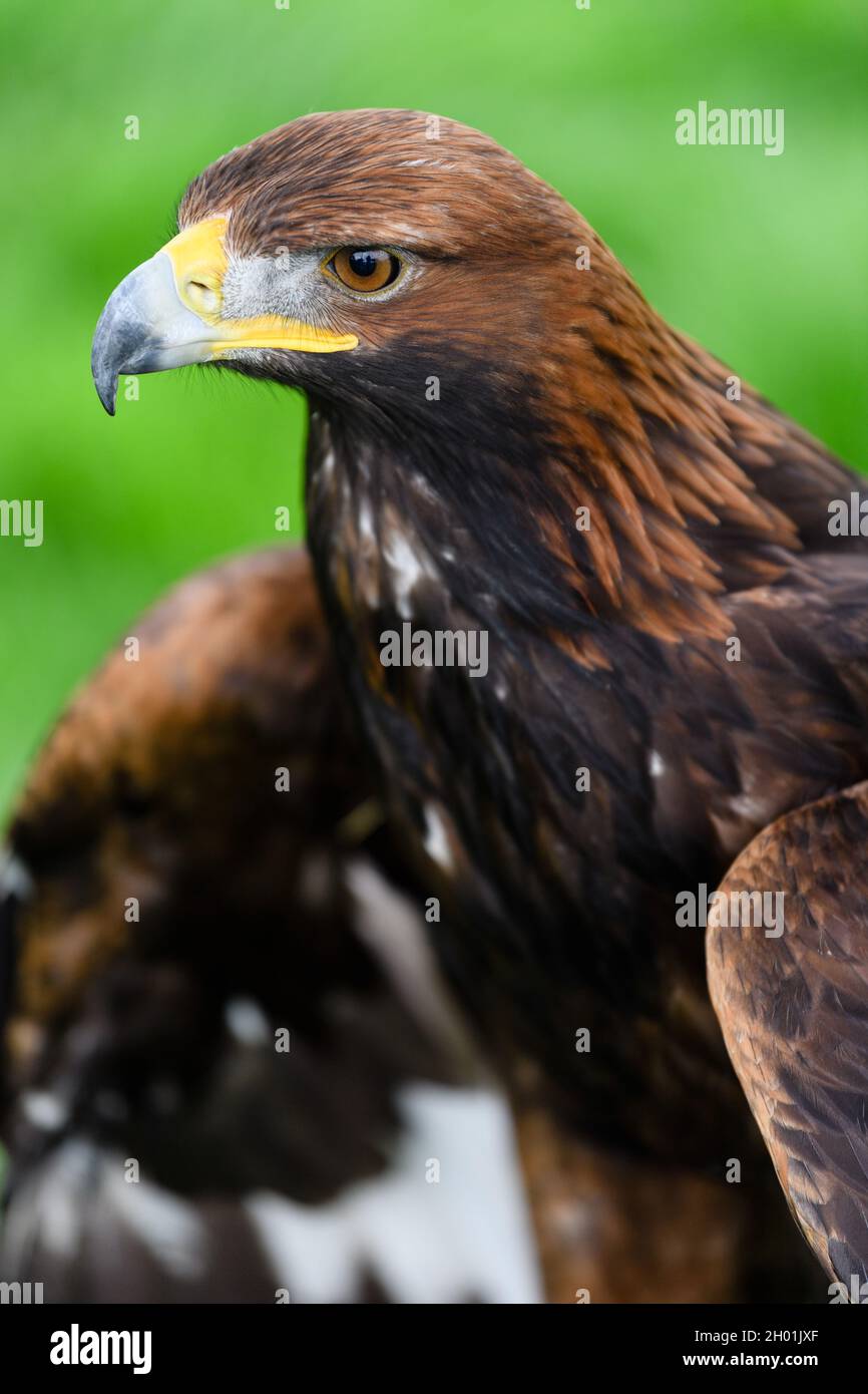 Photo : Saphire The Golden Eagle le tout premier Golden Eagle Festival du Royaume-Uni, organisé par le South of Scotland Golden Eagle Fe Banque D'Images