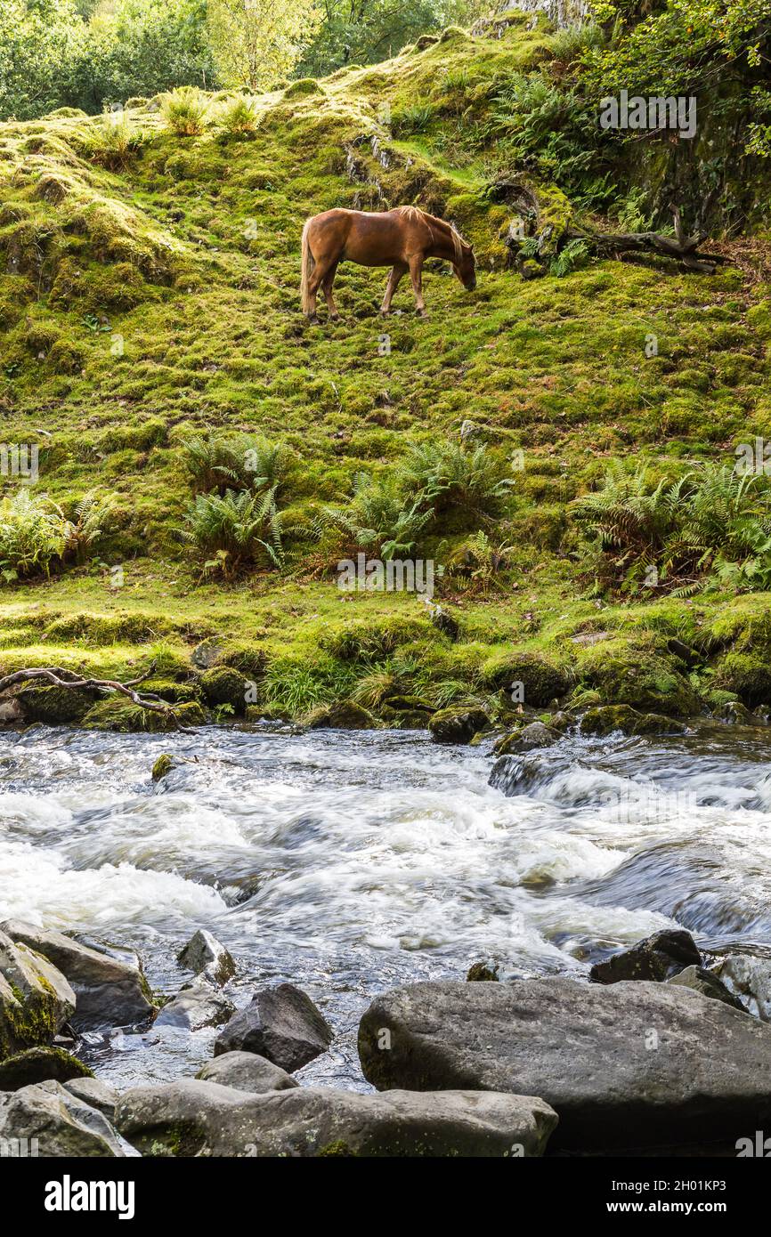Un cheval sauvage a été vu paître au pied de Llanberis Falls, dans le nord du pays de Galles. Banque D'Images