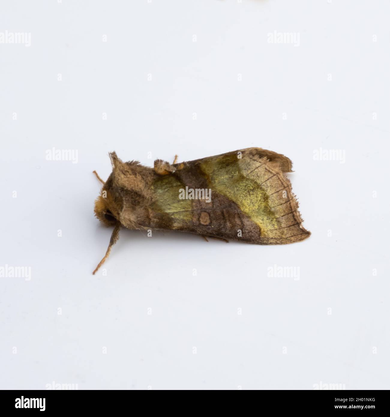 La chrysite de Diachrysia, la Moth de laiton bruni, sur un fond blanc de culture carrée. Laiton brunâtre Banque D'Images
