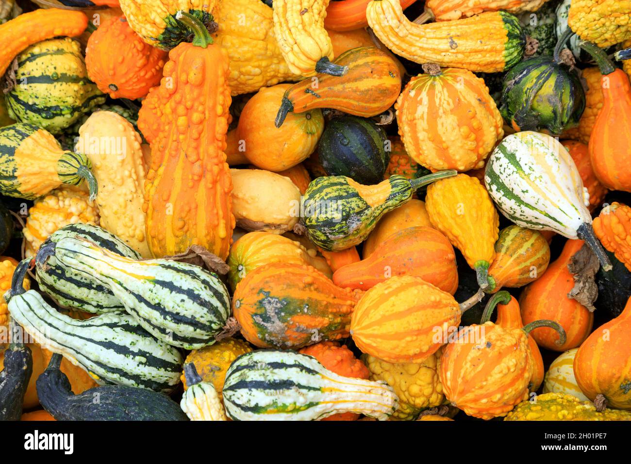 Un arrangement de courge d'hiver à un stand de fruits potiron patch exposition pour Thanksgiving récolte d'automne de la nourriture. Banque D'Images