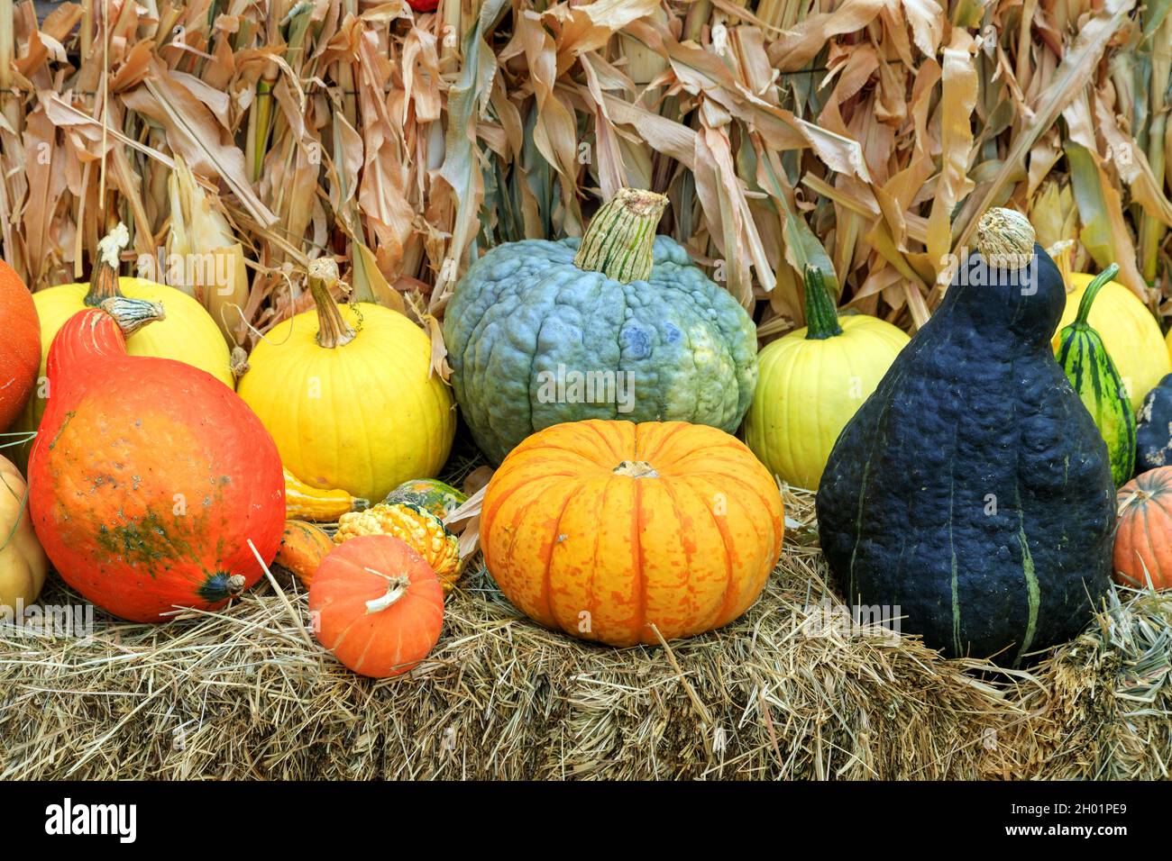 Un arrangement de courge d'hiver à un stand de fruits potiron patch exposition pour Thanksgiving récolte d'automne de la nourriture. Banque D'Images