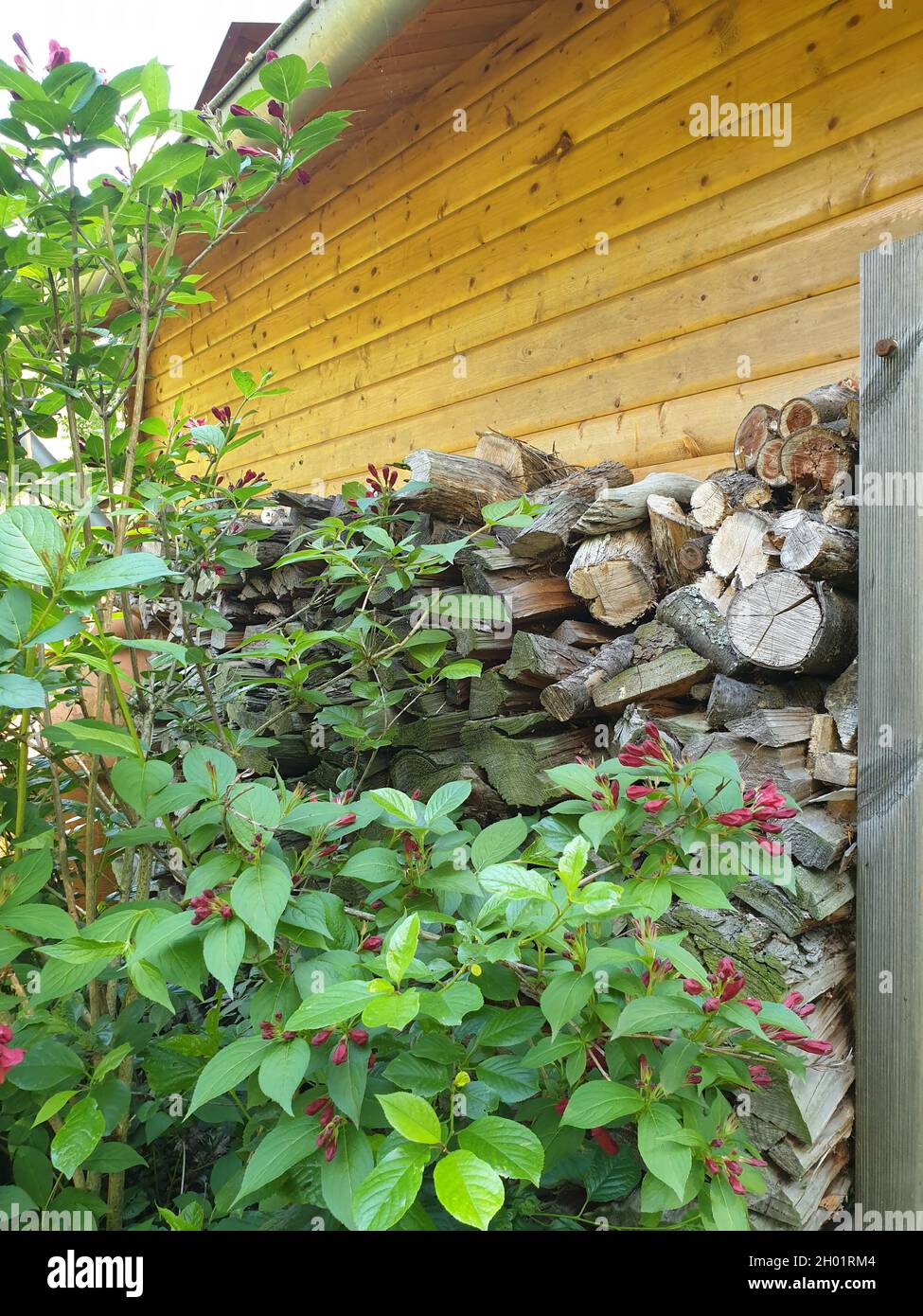 Holzscheite im Garten Banque D'Images