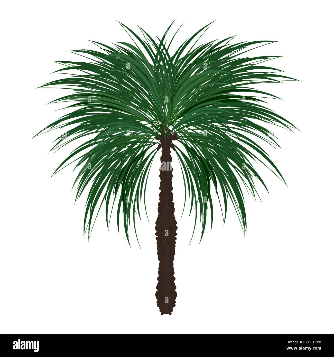 Un palmier réaliste peint.Vecteur isolé eps Illustration de Vecteur