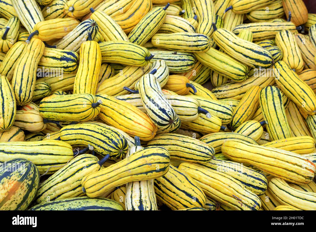 Un arrangement de courge d'hiver delicatta à un stand de fruits potiron patch exposition pour la récolte d'automne de Thanksgiving de nourriture. Banque D'Images