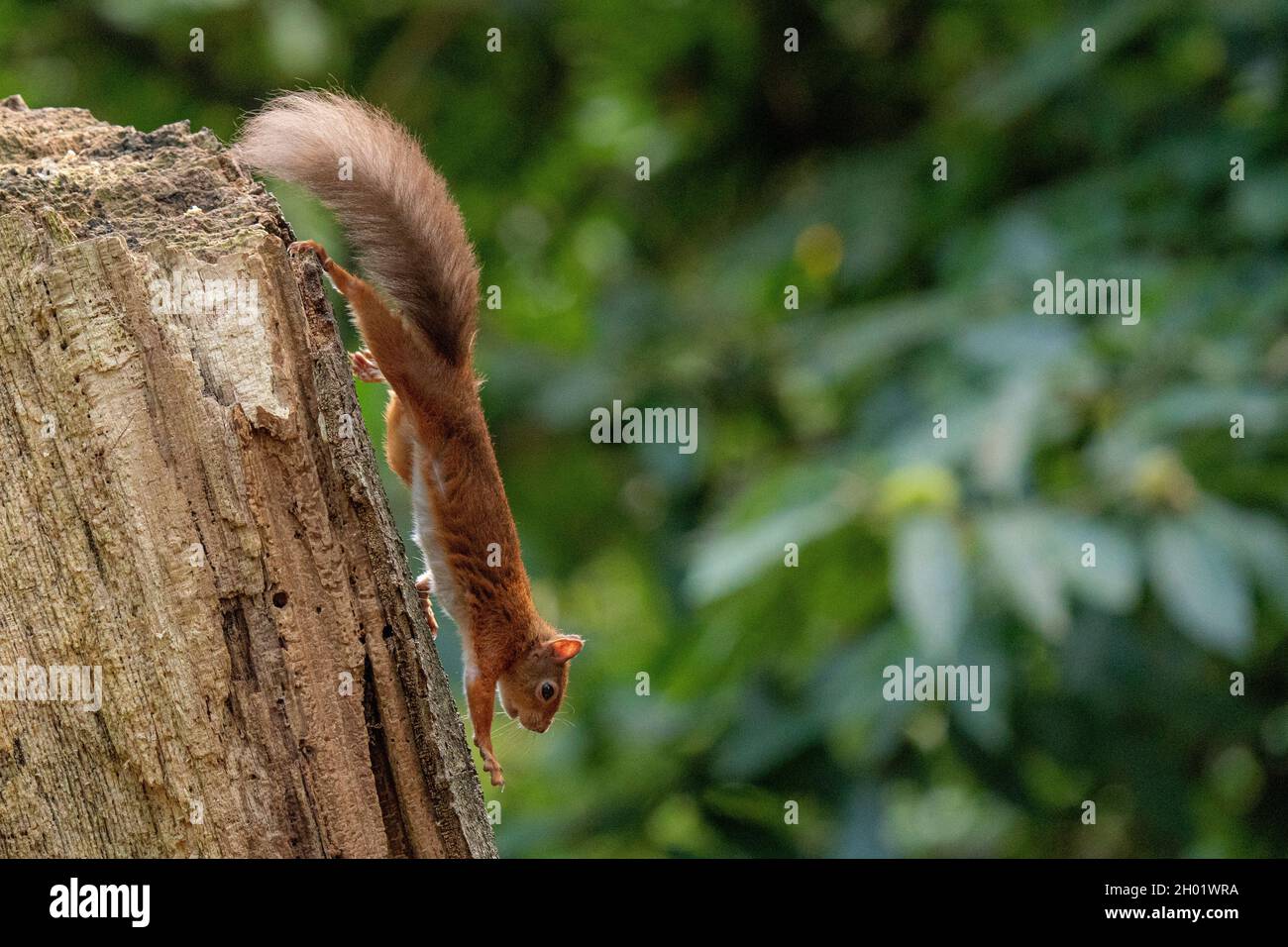Red Squirrel grimpant en bas de l'arbre sur l'île de Brownsea à Dorset Banque D'Images