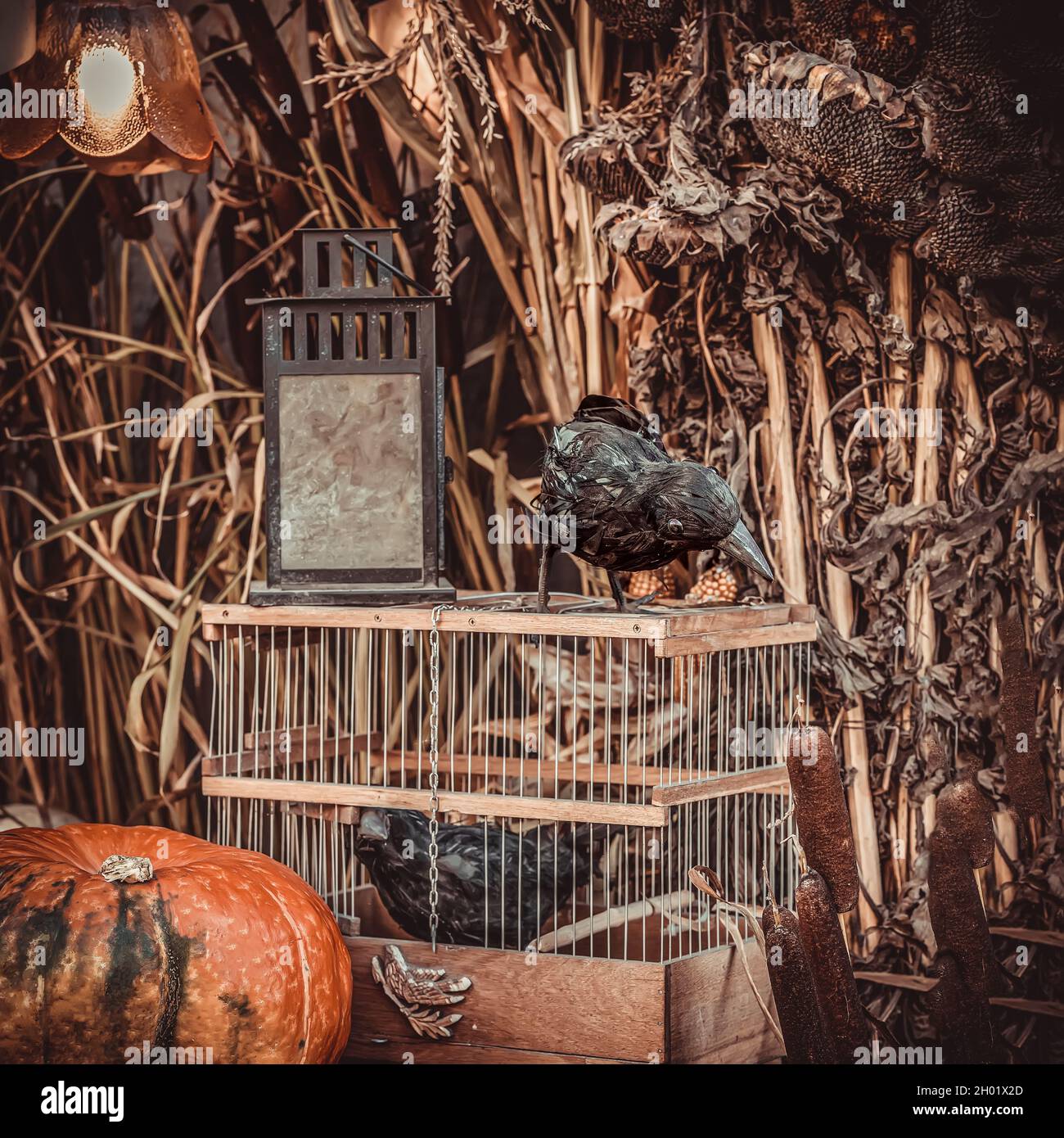 Citrouille, paire de corneilles noires et citrouille, arrière-plan sombre d'Halloween vintage Banque D'Images