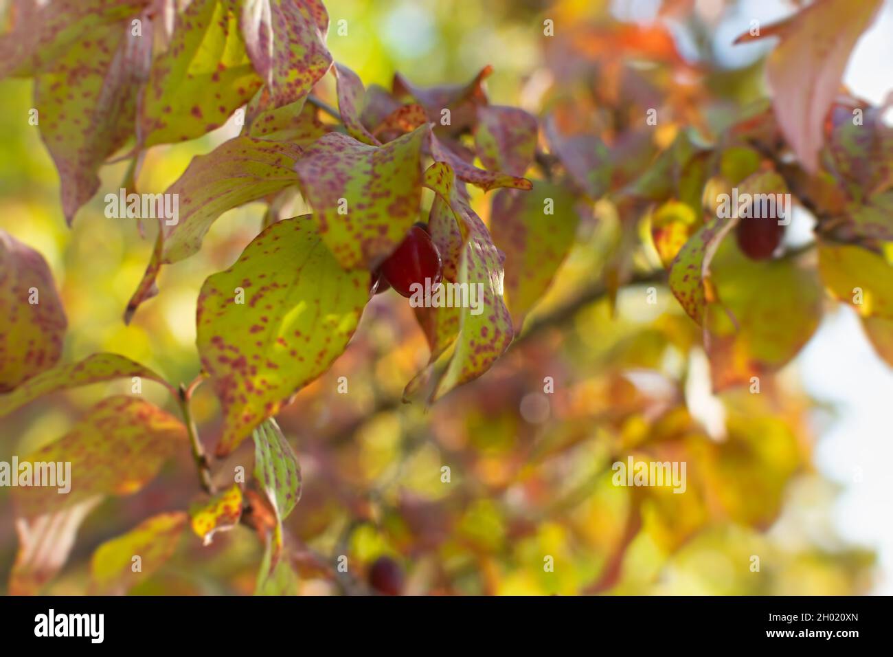 Mas Cornus ou cornouiller rouge. Baies sauvages d'automne sur les branches d'un arbuste.Arrière-plan lumineux et naturel avec espace de copie bokeh.Récolte en mode automatique Banque D'Images