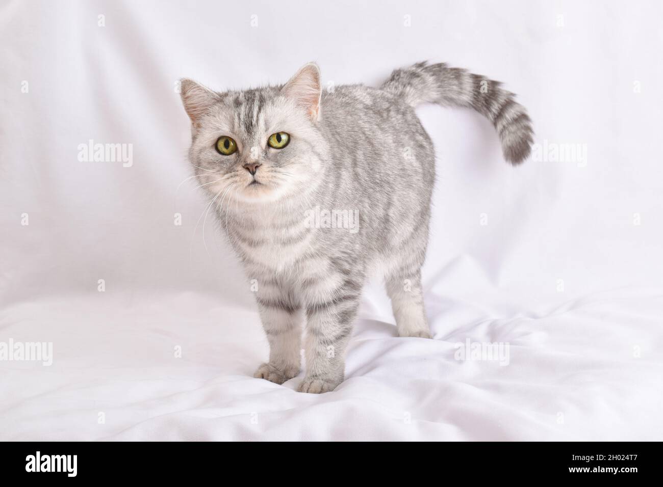 Un chat rayé gris se tient sur un fond blanc.CopySpace Banque D'Images