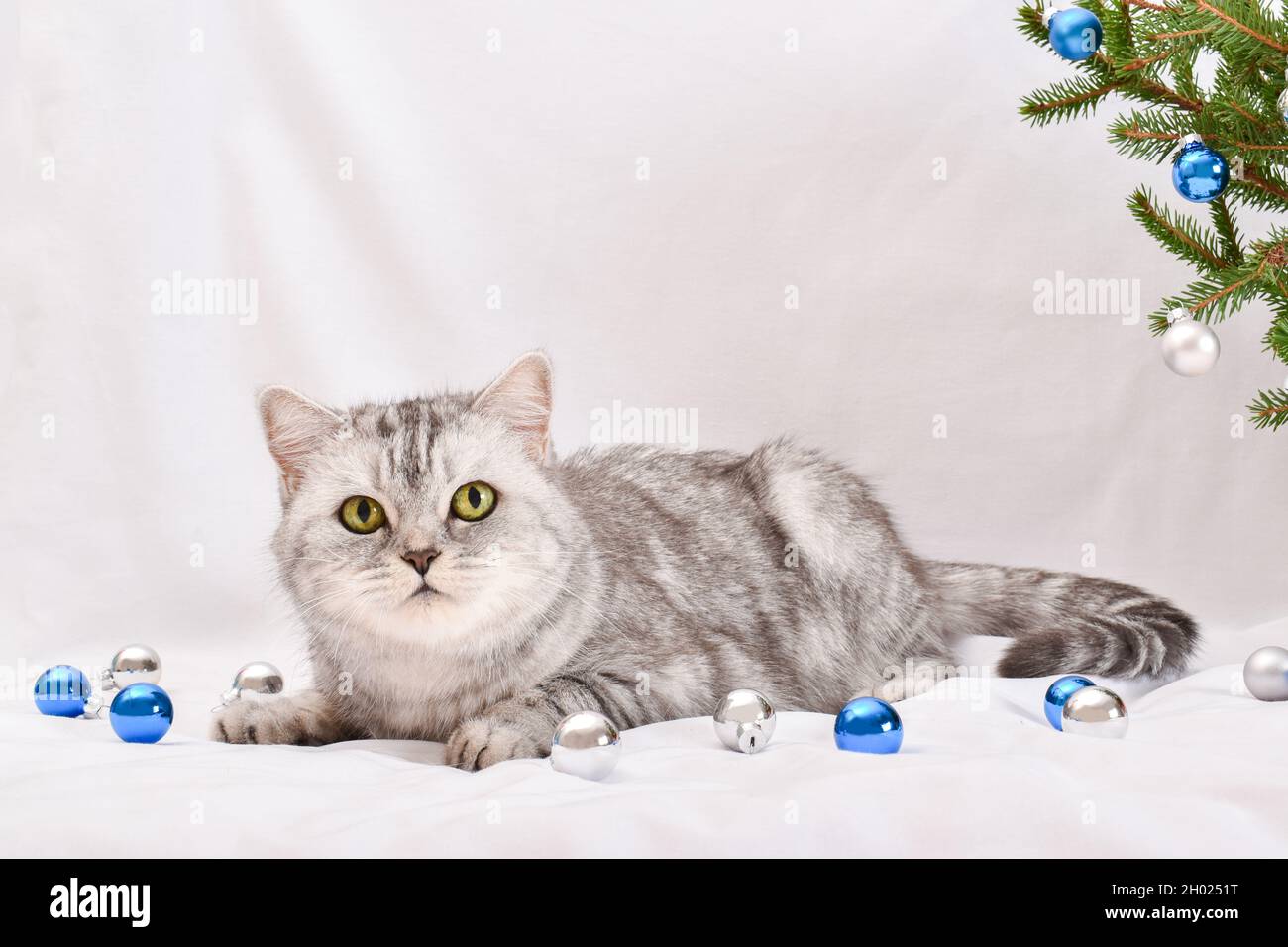 Un joli chat écossais est assis à côté d'une branche de Noël.Une carte postale pour la nouvelle année et Noël avec un espace de copie de chat Banque D'Images