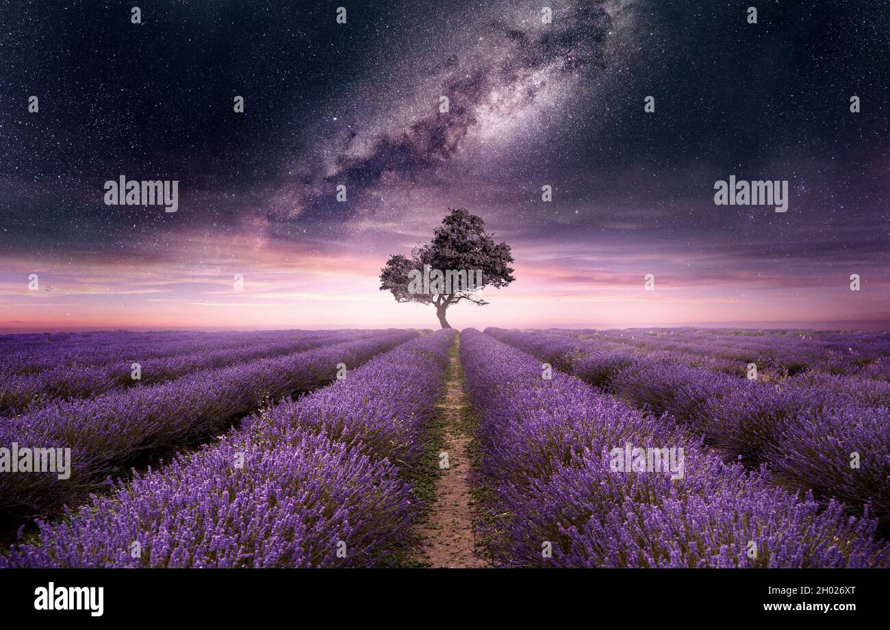 Un champ de lavande rempli de fleurs violettes la nuit avec le ciel de nuit rempli d'étoiles.Photo composite. Banque D'Images