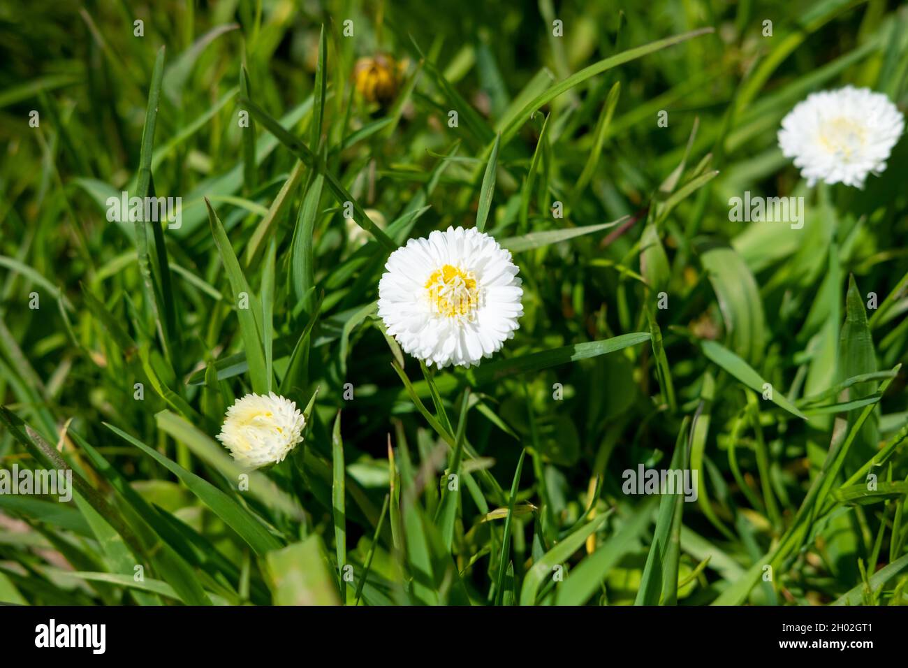 Marguerit blanc, fleurs de Marguerite dans le jardin. Fleurs décoratives sur le site Banque D'Images