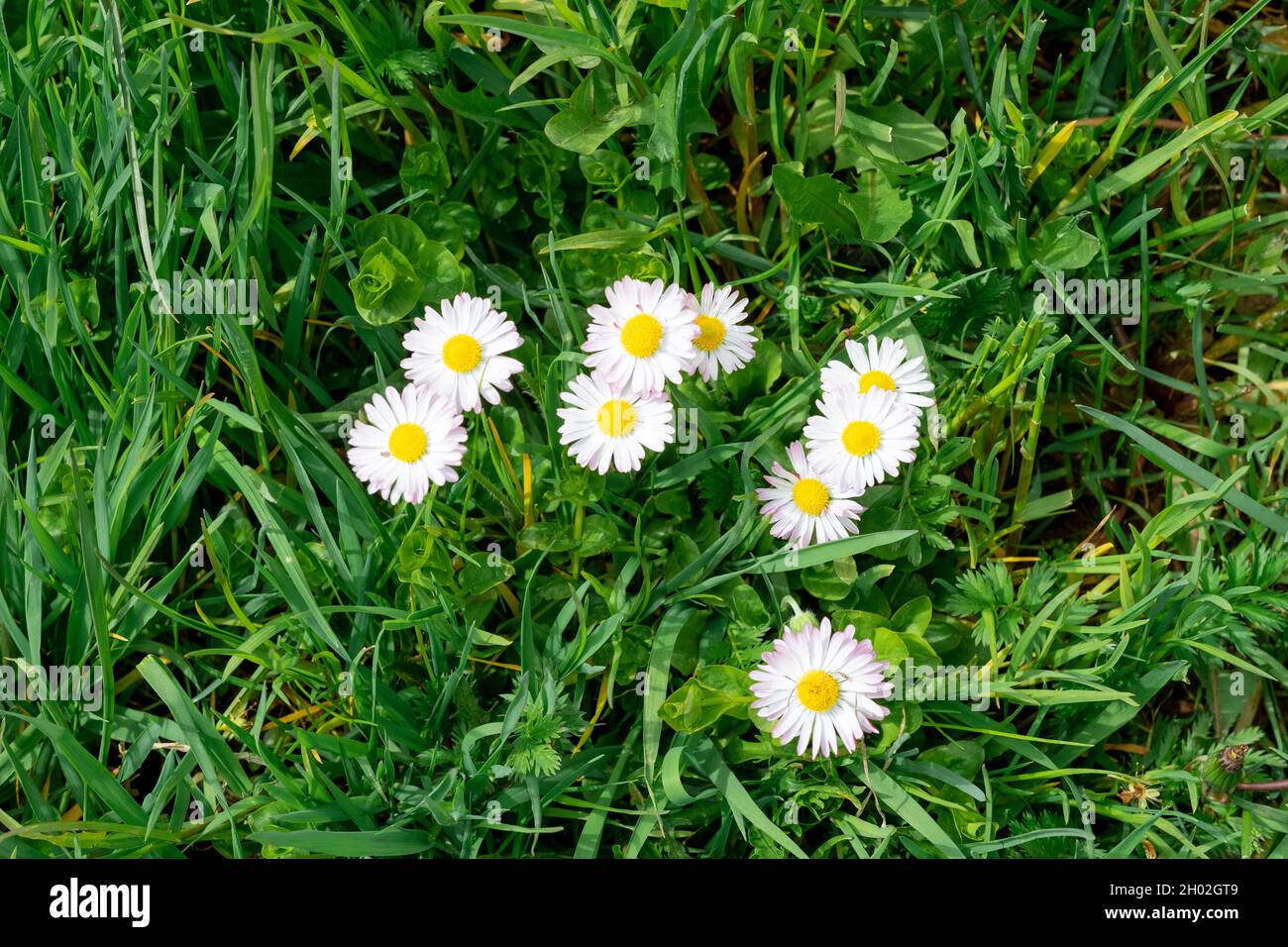 Marguerit blanc, fleurs de Marguerite dans le jardin. Fleurs décoratives sur le site Banque D'Images