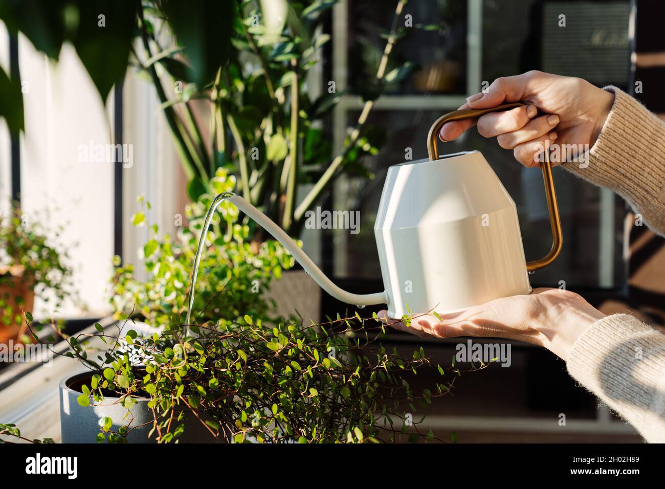 Prendre soin des plantes de maison: Femme eau fleur en pot avec cute arrosoir CAN.Jardin de la maison en pleine croissance Banque D'Images