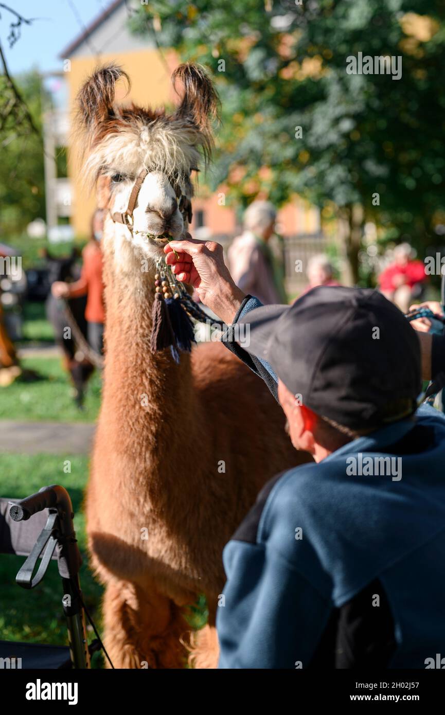 Rudolstadt, Allemagne.23 septembre 2021.Un résident de la maison de retraite nourrit une lama avec des pâquerettes.Alpacas et lamas visitent les résidents de la maison de retraite à Rudolstadt.Avec les animaux, la promotion et la thérapie protégées par les animaux sont possibles.(À dpa 'ce n'est pas seulement des enfants ' - Alpacas et lamas dans la maison de retraite') Credit: Vogl Daniel/dpa/Alay Live News Banque D'Images