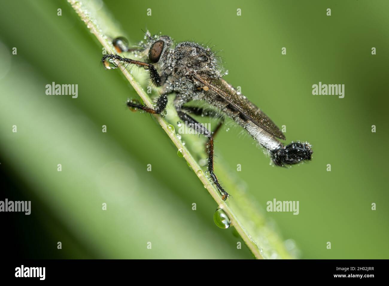 Une mouche Robber d'Efferia Aestuans recouverte de gouttelettes d'eau sur fond vert. Banque D'Images