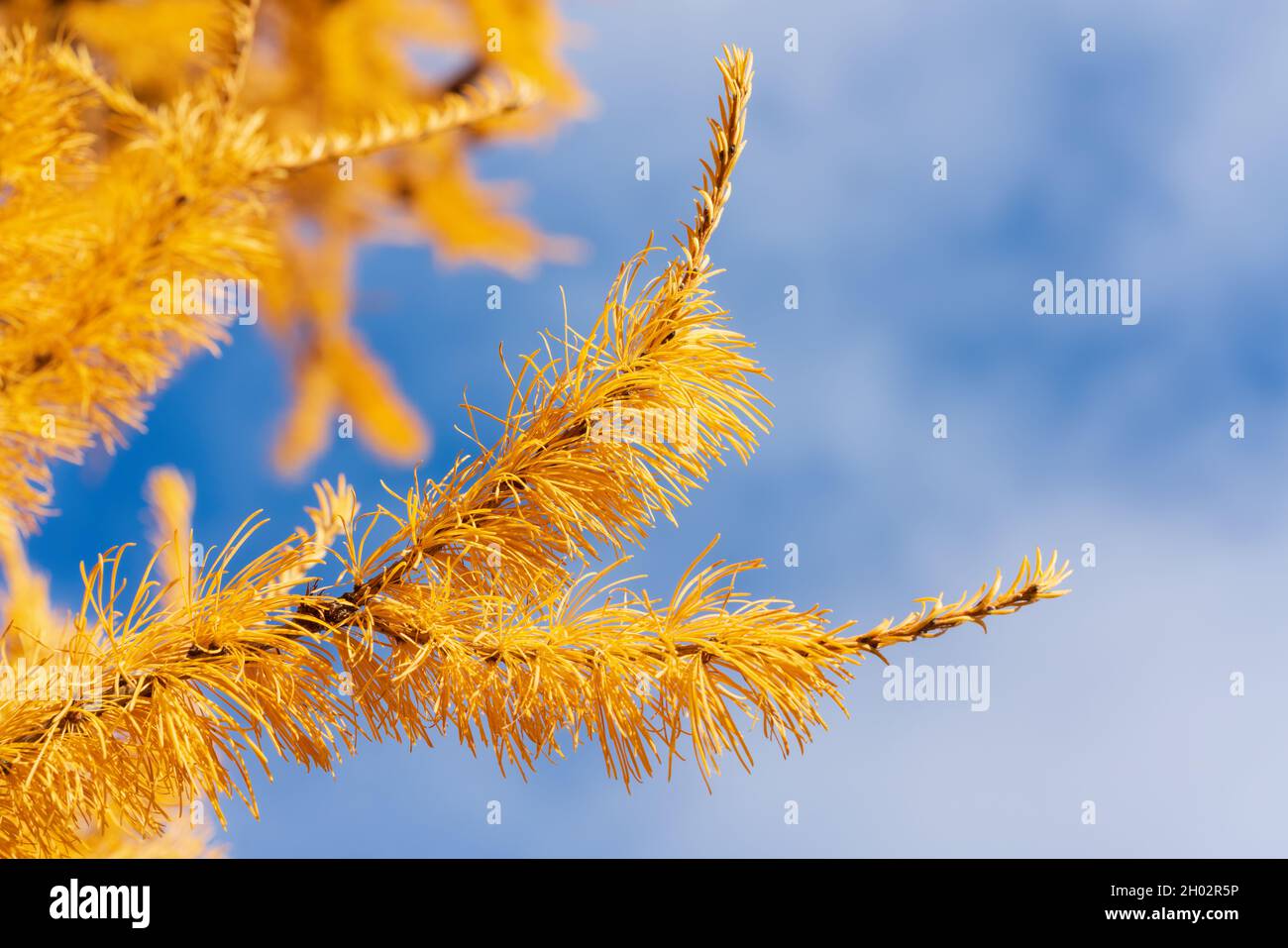 Branche jaune d'automne de l'arbre Larch Larix decidua sur fond de ciel bleu avec des nuages.Gros plan, mise au point douce et sélective au premier plan. Banque D'Images