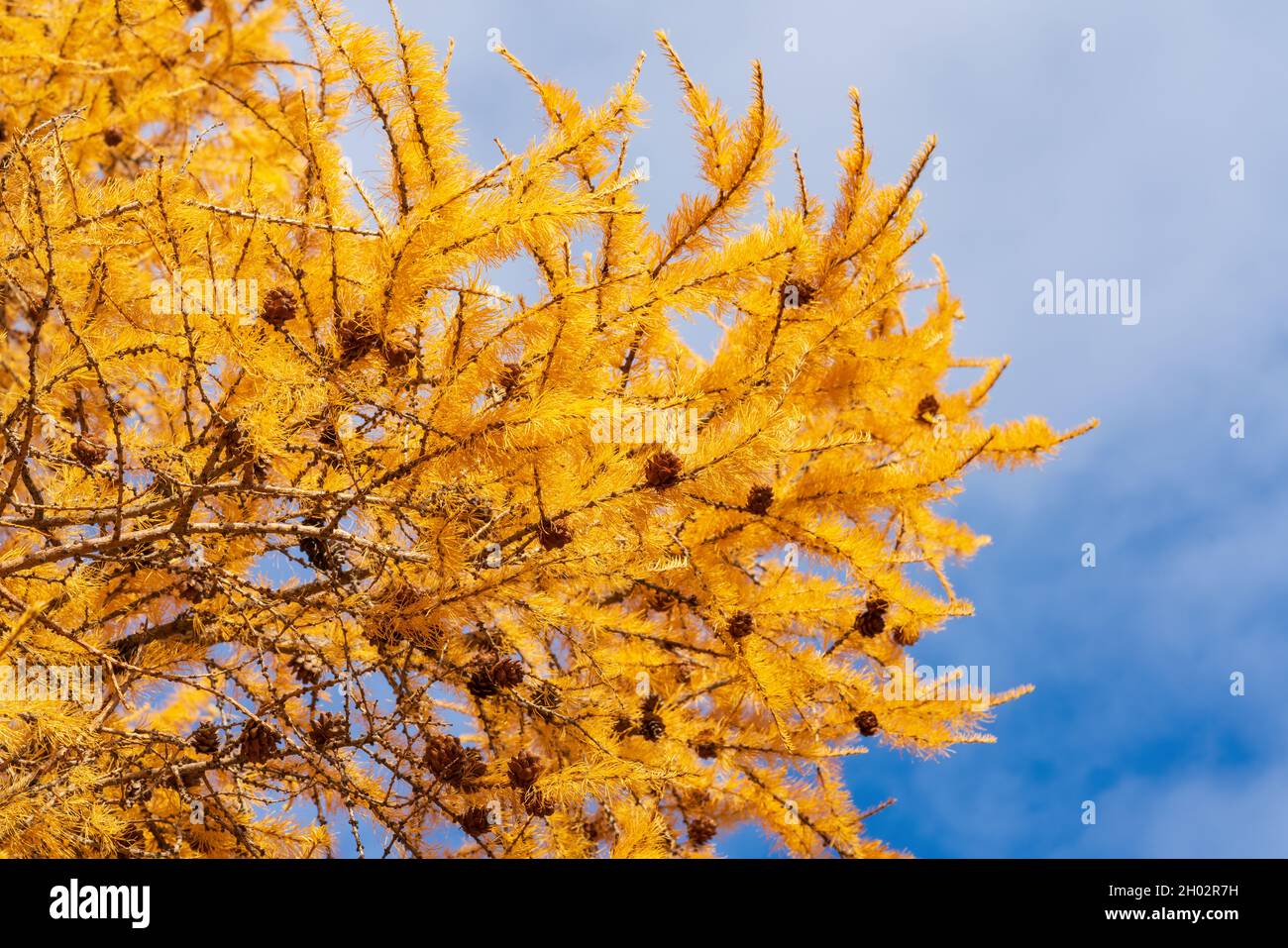 Branche jaune d'automne de l'arbre Larch Larix decidua avec des cônes de pin sur fond de ciel bleu avec des nuages.Conifères par temps ensoleillé. Banque D'Images