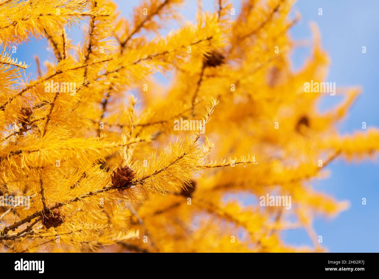 Branches de l'arbre de Larch de couleur jaune avec des cônes bruns en croissance.Vue d'automne lumineuse sur l'arbre Larix decidua par temps ensoleillé. Banque D'Images