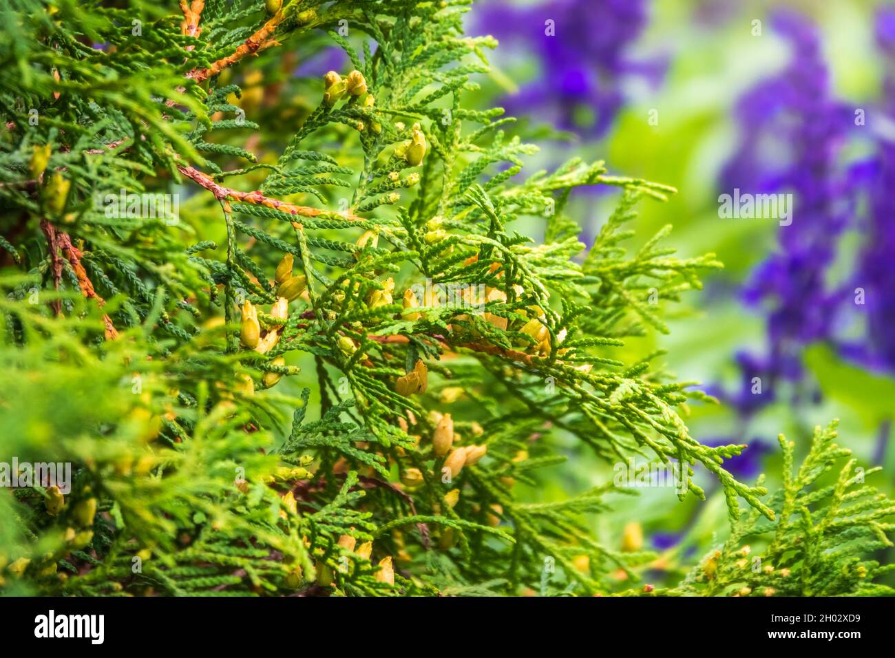 Le Bush de Thuja occidentalis est un conifères à feuilles persistantes. Gros plan de la branche de cèdre de cyprès avec un bouquet de cônes verts. Thuja occidentalis, également connu Banque D'Images