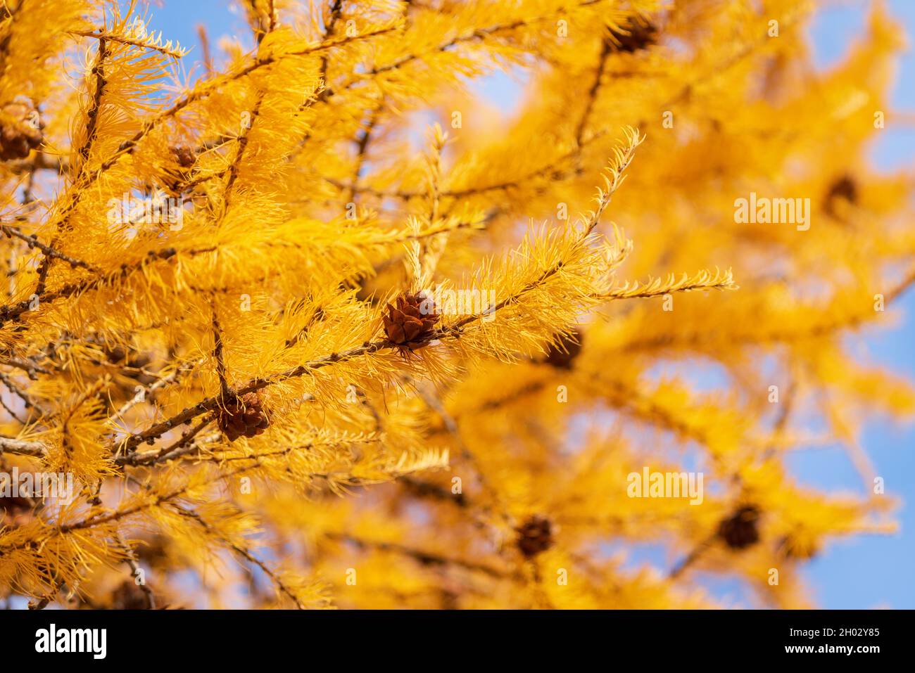 Arrière-plan d'automne de branches de mélèze de couleur dorée avec des cônes le jour ensoleillé.Mise au point douce et sélective au premier plan. Banque D'Images