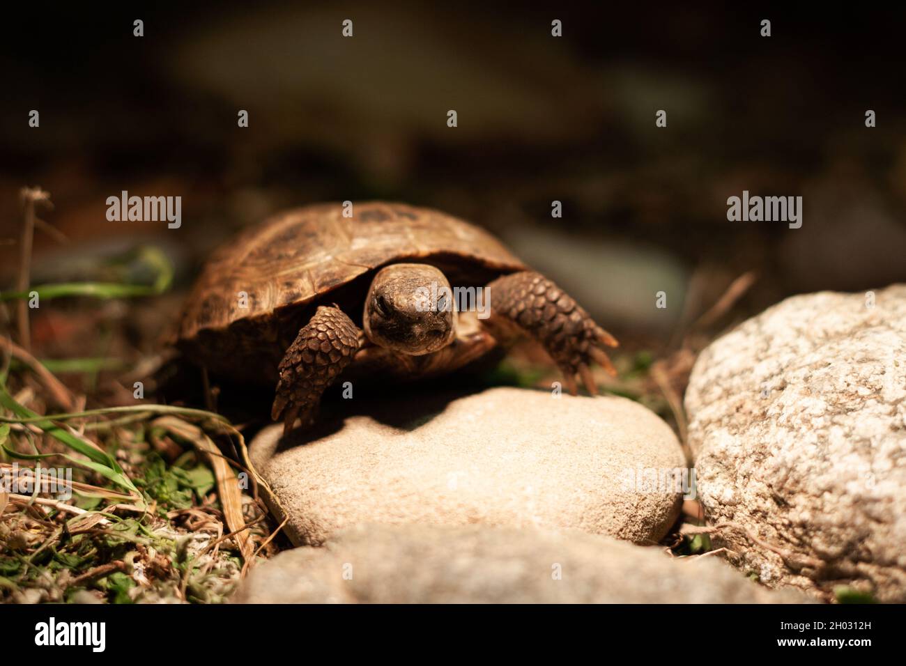 Petite tortue russe sur un rocher sous une ampoule lumière vue avant photo | petite tortue de steppe marchant vers l'appareil photo sur des rochers et de l'herbe dans un terrarium Banque D'Images