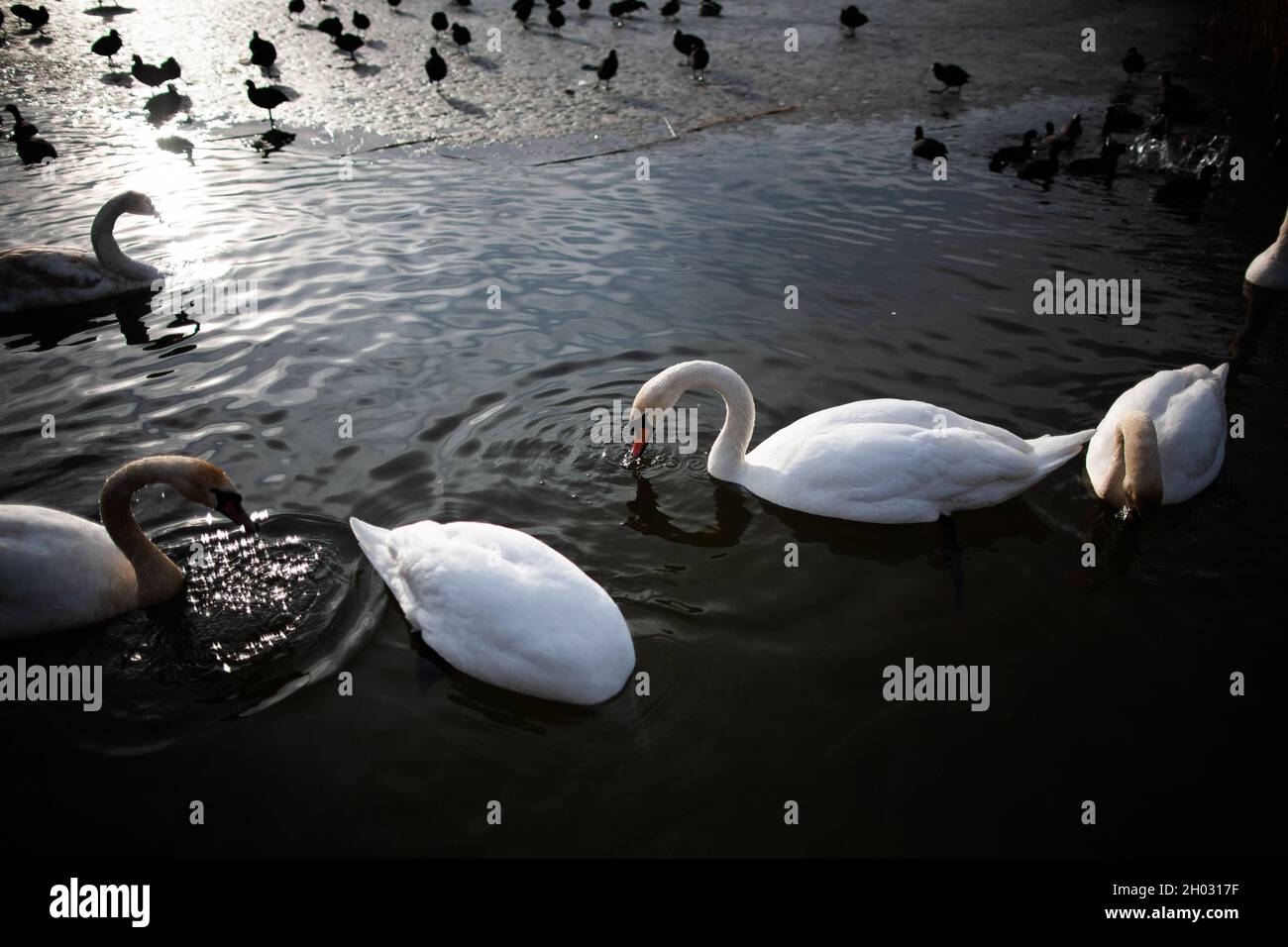 Les cygnes et les cuisiniers eurasiens se nourrissant dans l'eau partiellement gelée dans le lac gelé en hiver le jour ensoleillé Banque D'Images