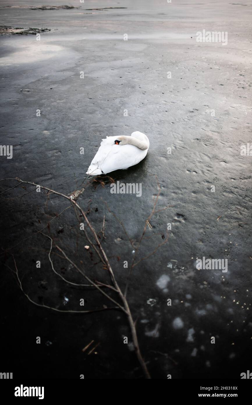 Cygne blanc dormant sur un lac gelé | magnifique cygne blanc reposant sur la glace sur la surface de l'eau en plaçant sa tête sur l'arrière entre les ailes Banque D'Images
