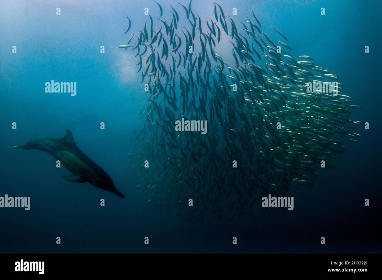 Dauphin commun à bec long, Delphinus capensis, se nourrissant sur baitball des chards d'Afrique australe, Sardinops sagax, Port St. Johns, Wild Coast Banque D'Images