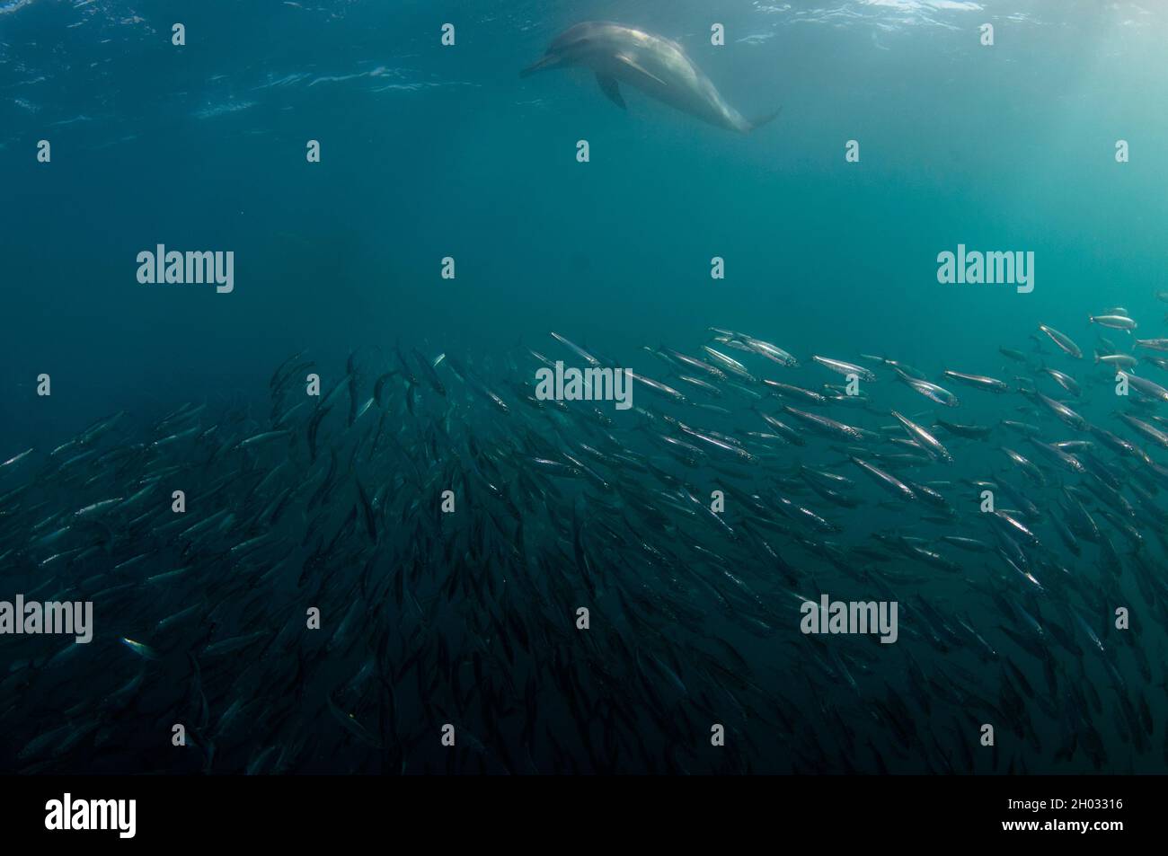 Dauphin commun à bec long, Delphinus capensis, se nourrissant sur baitball des chards d'Afrique australe, Sardinops sagax, Port St. Johns, Wild Coast Banque D'Images