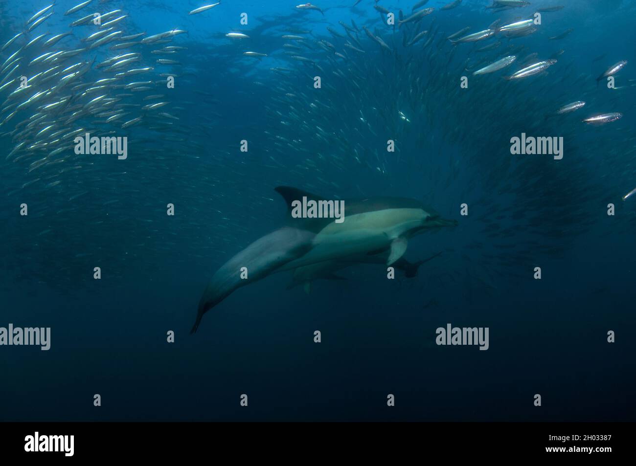 Dauphin commun à bec long, Delphinus capensis, se nourrissant sur baitball des chards d'Afrique australe, Sardinops sagax, Port St. Johns, Wild Coast Banque D'Images