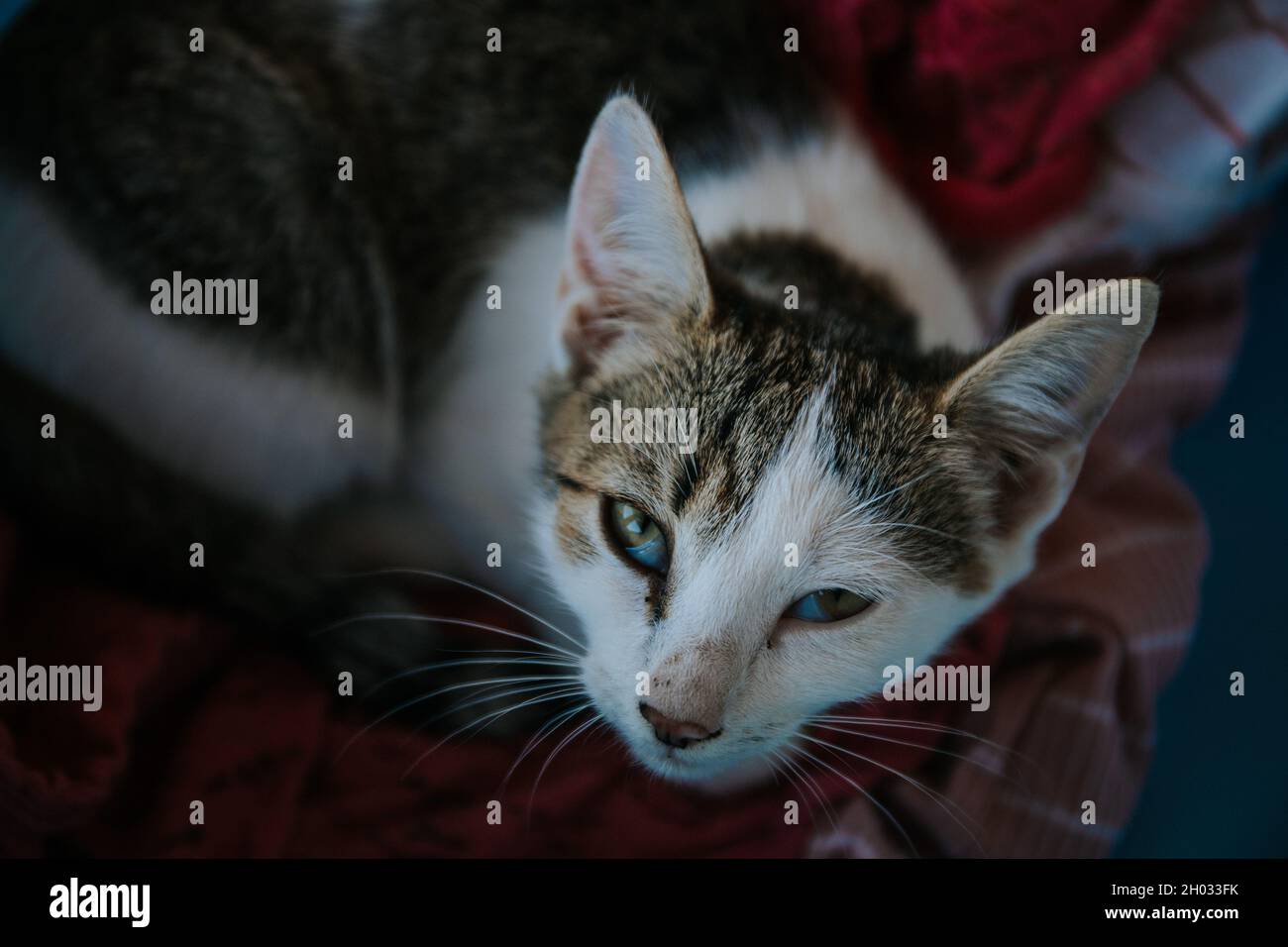 Joli chat regardant vers le haut oa arrière-plan flou Banque D'Images