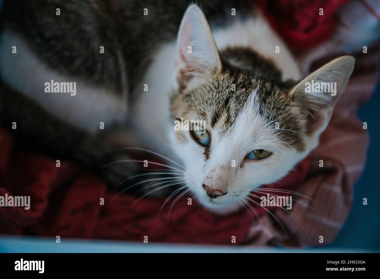Chat mignon regardant vers le haut sur un fond flou Banque D'Images