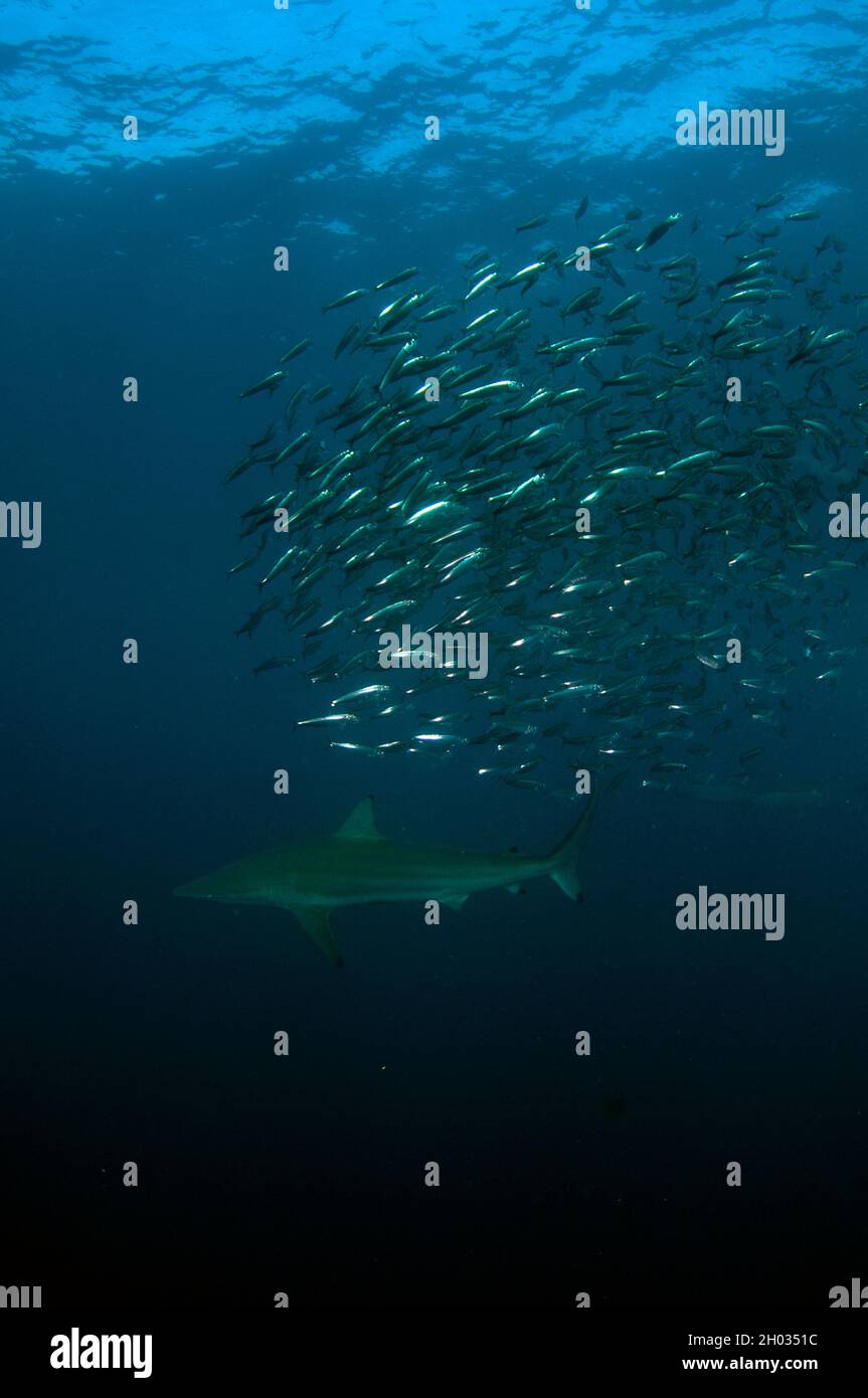Requin noir, Carcharhinus limbatus, presque menacé, avec école de chards d'Afrique australe, Sardinops sagax, Port St. Johns, Wild Coast Banque D'Images