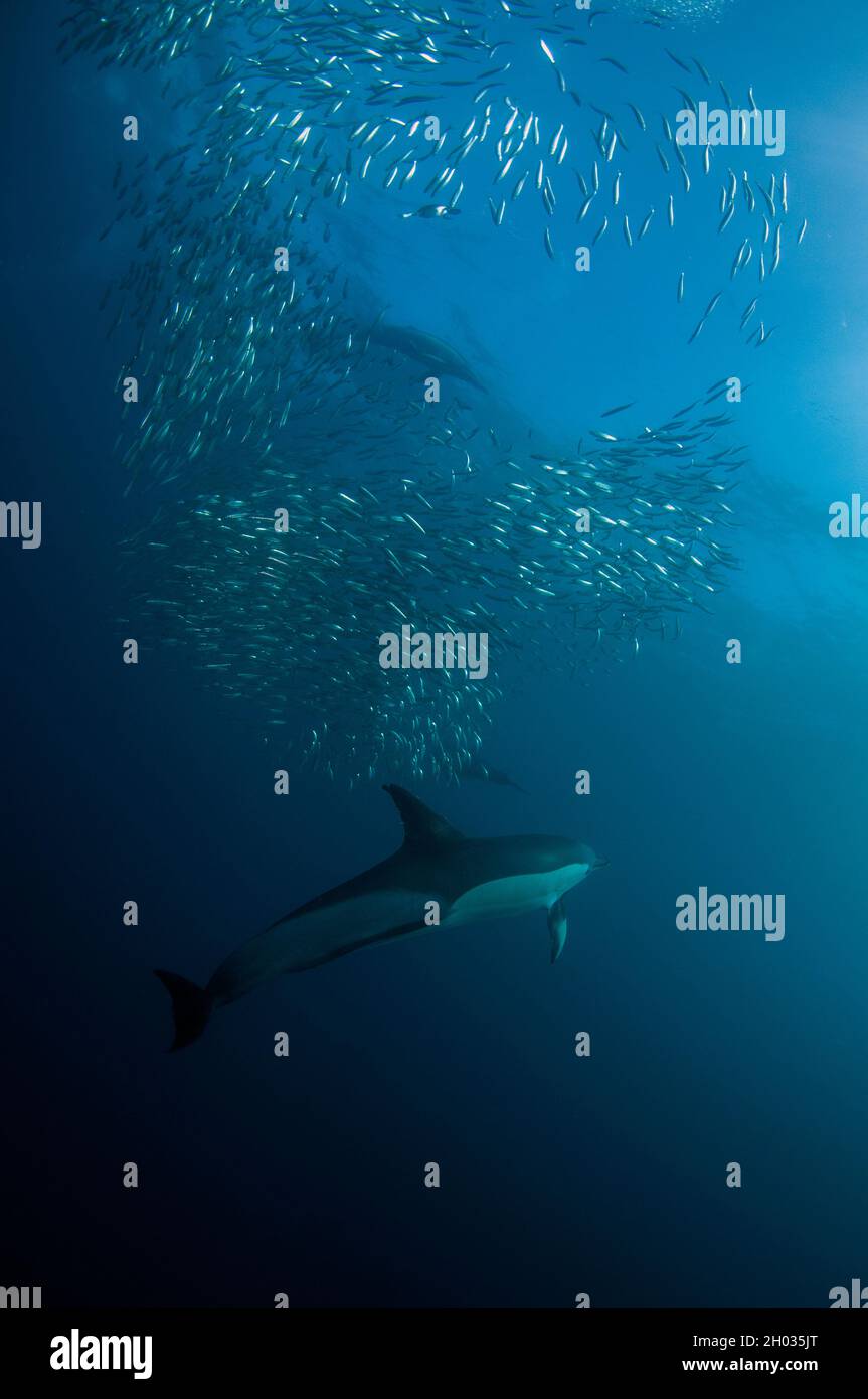 Dauphins à bec long, Delphinus capensis, se nourrissant sur baitball de chards d'Afrique australe, Sardinops sagax, Port St. Johns, Wild Coast Banque D'Images