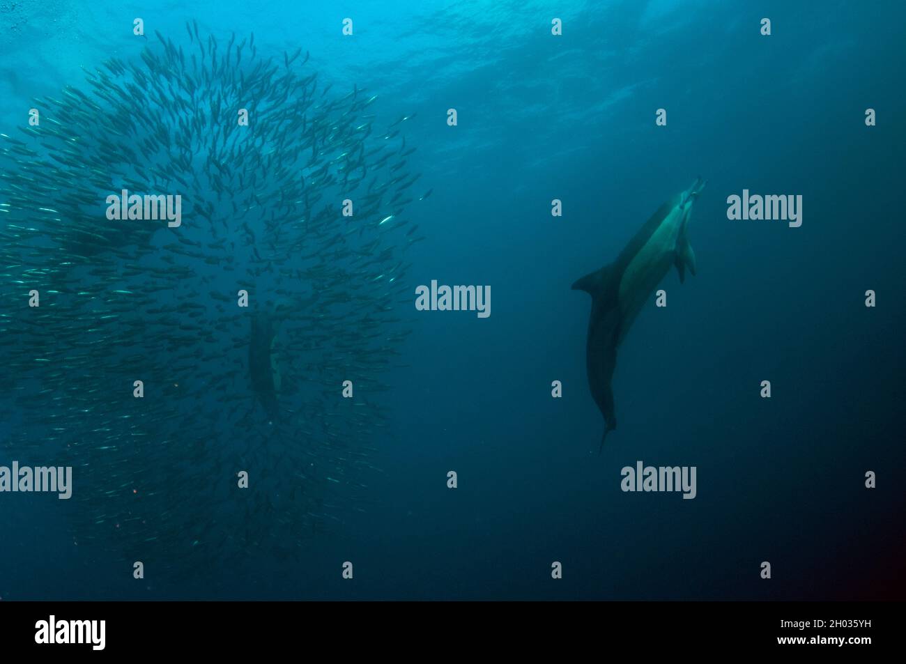 Dauphins à bec long, Delphinus capensis, se nourrissant sur baitball de chards d'Afrique australe, Sardinops sagax, Port St. Johns, Wild Coast Banque D'Images