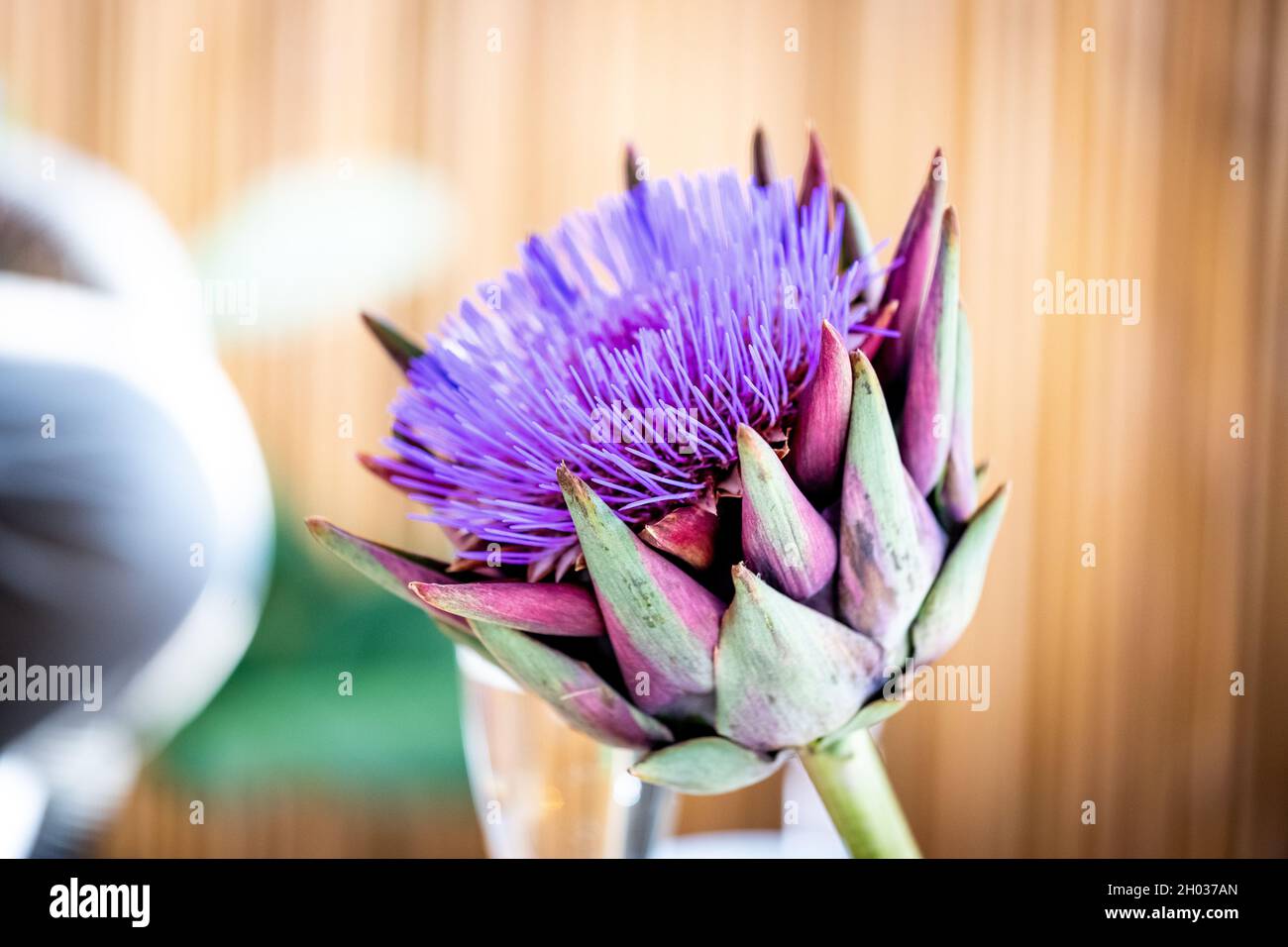 Gros plan sur un Blossom d'Artichaut sur un balcon à la maison Banque D'Images