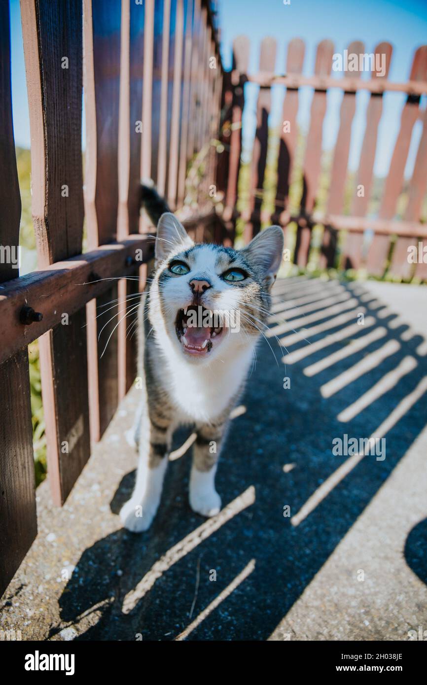 Chat mignon regardant vers le haut à côté d'une clôture en bois avec des ombres sur la surface Banque D'Images
