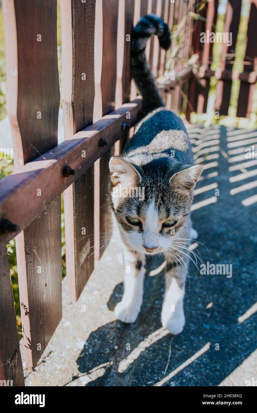 Chat mignon regardant vers le haut à côté d'une clôture en bois avec des ombres sur la surface Banque D'Images