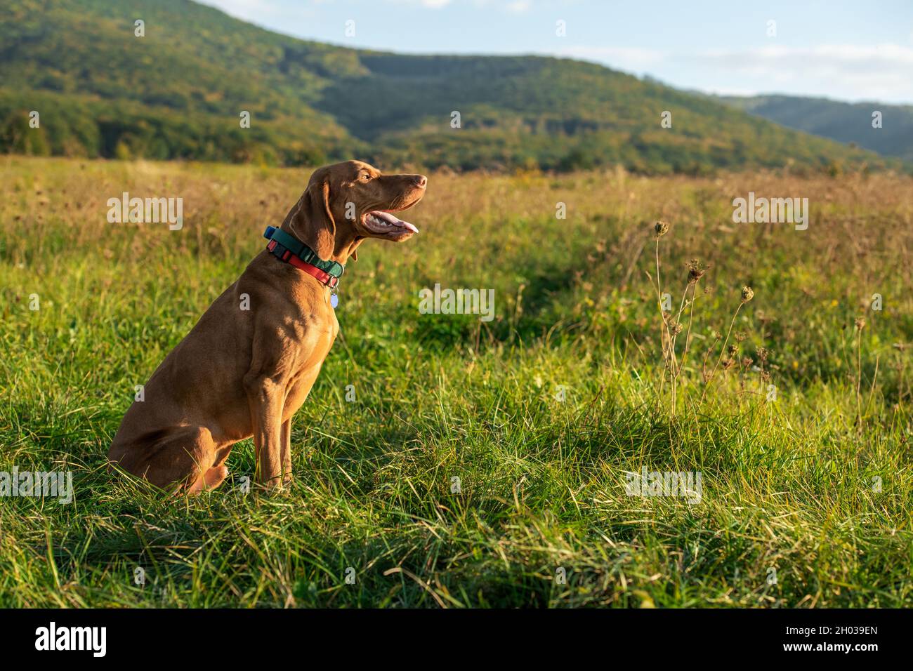 Beau chien de chasse hongrois vizsla mâle en plein air portrait.Vue latérale chien de chasse. Banque D'Images