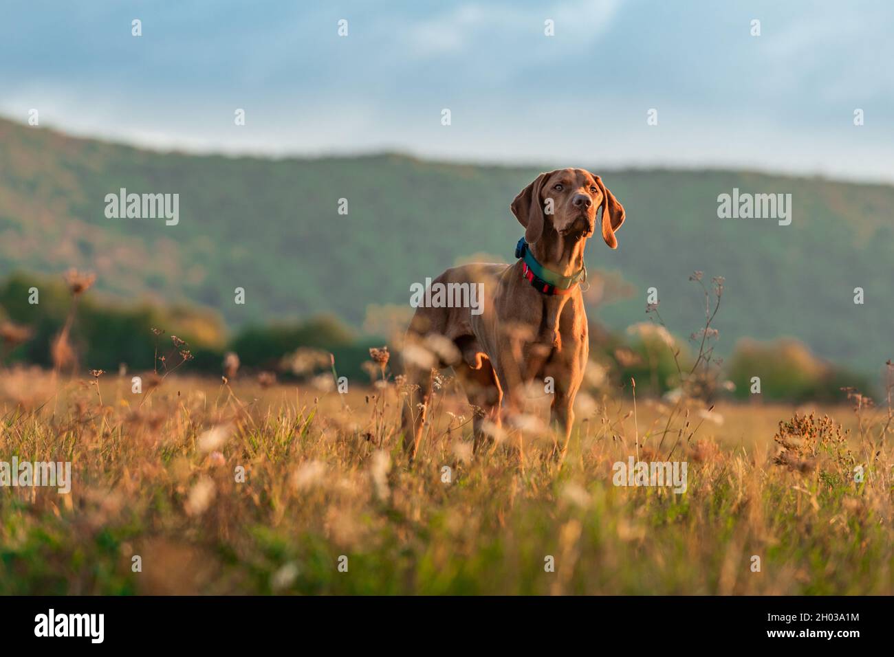 Beau chien de chasse hongrois vizsla mâle en plein air portrait.Chien de chasse traquant des proies lors d'une soirée d'automne ensoleillée. Banque D'Images