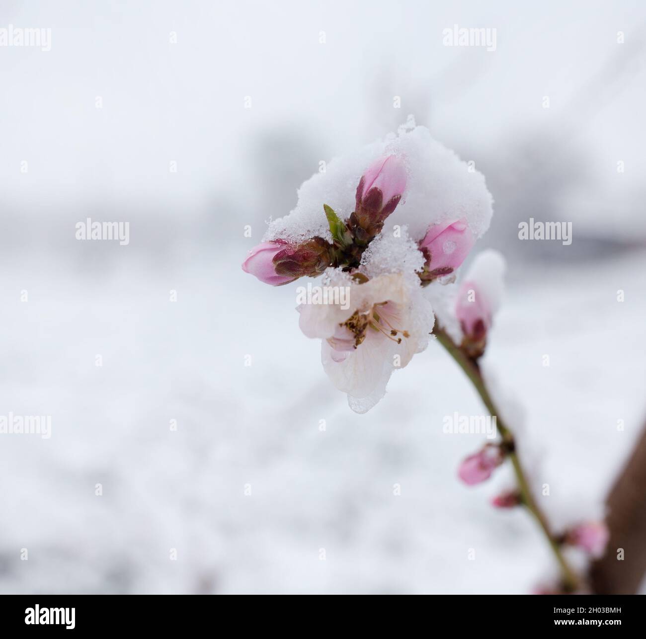 Gros plan de fleurs roses sur un arbre fruitier recouvert de neige au printemps.Mauvaise influence du temps dans l'agriculture Banque D'Images