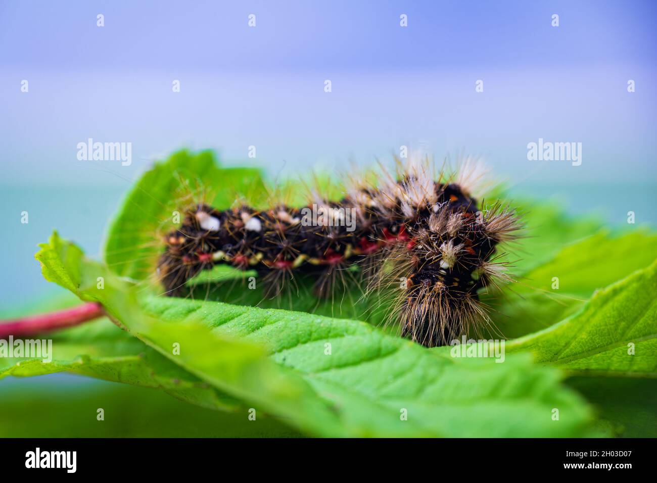 Herbage, larves de l'oncicta rumicis, chenille grimpant sur les feuilles.Animal macro Banque D'Images