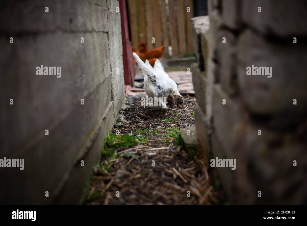 Joyeux chien terrier blanc des montagnes de l'ouest jouant la chasse loin de l'appareil photo dans le jardin de ferme avec des poulets en arrière-plan Banque D'Images