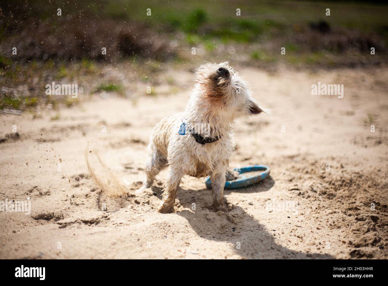 West Highland terrier blanc chien secouant et éclaboussant des gouttes d'eau sur la plage scène étonnante Sunny Day eau Splash Banque D'Images