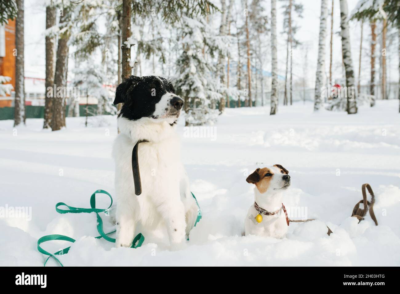 Les chiens drôles de curios assis à moitié burri dans une neige, les deux regardant dans la même direction.Clairsemez les arbres en arrière-plan.Neige dans l'air. Banque D'Images