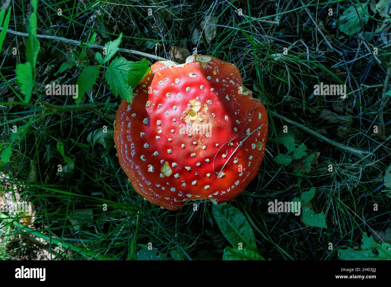 Les champignons toxiques volent agarique, rouge avec des points blancs dans la nature sauvage de la Lettonie.Entouré d'herbe, de vieilles branches, de feuilles et de mousse.Le soleil brille Banque D'Images